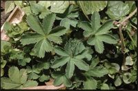Alchemilla kiwuensis Engl. from Cameroon