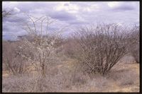 Acacia bussei Harms ex Y.Sjöstedt and Acacia seyal Delile from Kenya.