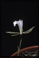 Nervilia crociformis (Zoll. & Moritzi) Seidenf. from Malawi