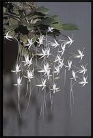 Aerangis brachycarpa (A.Rich.) Durand & Schinz from Kenya