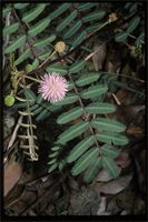 Mimosa pigra L. from Madagascar