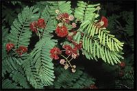 Acacia sakalava Drake from Madagascar