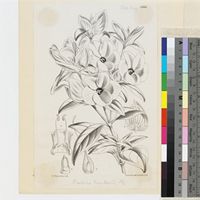 Barleria mackenii Hook.f. published illustration from Curtis's Botanical Magazine