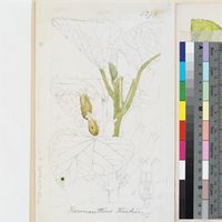 Keramanthus kirkii Hook.f. original illustration from Curtis's Botanical Magazine