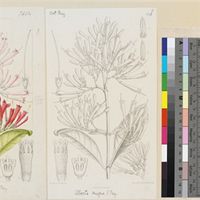 Alberta magna E.Mey. published illustration from Curtis's Botanical Magazine