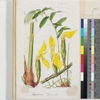 Curtis's Botanical Magazine, "original illustrations and published plates"