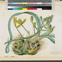 Albuca setosa Jacq. original illustration from Curtis's Botanical Magazine