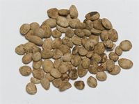 Acanthosicyos horridus Welw. ex Hook.f.; seed