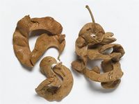 Acacia albida Delile; fruit
