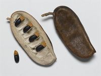 Afzelia quanzensis Welw.; fruit and seeds