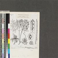 Moringa oleifera sensu Exell & Mendonça; original illustration from FWTA