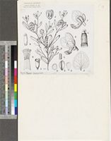 Polygala arenaria Willd.; original illustration from FWTA