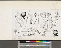 Basella alba L.; original illustration from FWTA