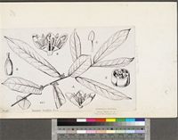 Casearia stipitata Mast.; original illustration from FWTA