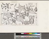 Osbeckia tubulosa Sm.; original illustration from FWTA