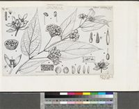 Duboscia viridiflora (K.Schum.) Mildbr.; original illustration from FWTA
