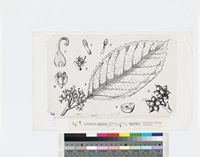 Myrianthus serratus (Trécul) Benth. & Hook.; original illustration from FWTA