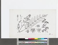 Clausena anisata (Willd.) Hook.f. ex Benth. var. anisata; original illustration from FWTA