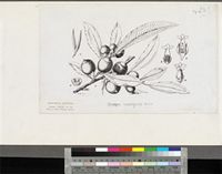 Diospyros mespiliformis Hochst. ex A.DC.; original illustration from FWTA