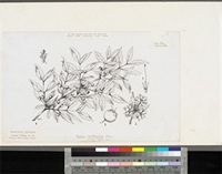 Feretia apodanthera Delile; original illustration from FWTA