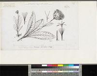Vernonia macrocyanus O.Hoffm.; original illustration from FWTA