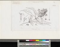 Barleria oenotheroides Dum.Cours.; original illustration from FWTA