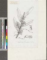 Calyptrochilum emarginatum (Sw.) Schltr.; original illustration from FWTA