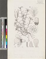 Sauvagesia erecta L. subsp. erecta; original illustration from FWTA