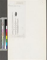 Wormskioldia pilosa Schweinf. ex Urban; original illustration from FWTA