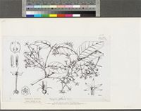 Robynsia glabrata Hutch.; original illustration from FWTA