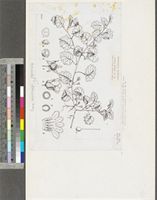 Ardisiandra sibthorpioides Hook.f.; original illustration from FWTA