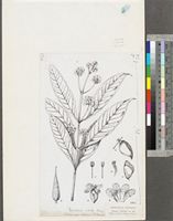 Avicennia africana P.Beauv.; original illustration from FWTA