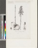 Satyrium carsonii Rolfe; original illustration from FWTA