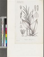 Guaduella oblonga Hutch. ex Clayton; original illustration from FWTA