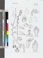 Zeuxine ballii P.J.Cribb original illustration from Flora Zambesiaca