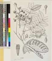 Xylia torreana Brenan original illustration from Flora Zambesiaca