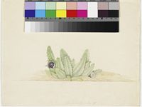 Stapelia humilis Masson original illustration by Francis Masson