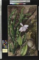 Ground Orchid, Carqueja and Giant Snail, Brazil