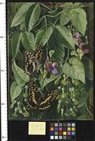 Two climbing plants of St John's, and Butterflies