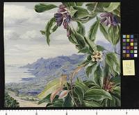 The Clove in fruit, and view over Mahe, Seychelles
