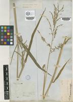 brachiaria mutica