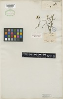 Type of Solanum maritimum Meyen ex Nees [family SOLANACEAE]