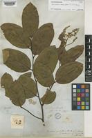 Type of Securidaca pubiflora Benth. [family POLYGALACEAE]