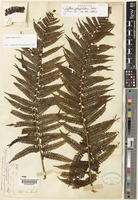 Holotype of Cyathea polyphlebia Baker [family CYATHEACEAE]