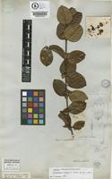 Isotype of Salzmannia nitida DC. [family RUBIACEAE]