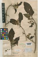 Lectotype of Randia sikkimensis Hook.f. [family RUBIACEAE]