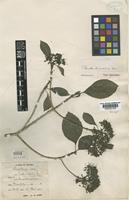 Type of Pavetta birmahica Bremek. [family RUBIACEAE]
