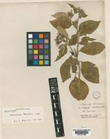 Holotype of Mussaenda tomentosa Wight. [family RUBIACEAE]