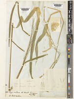 Oryza officinalis Wall [family POACEAE]