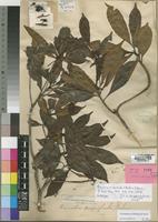 Breonia cuspidata (Baker) Havil. [family RUBIACEAE]